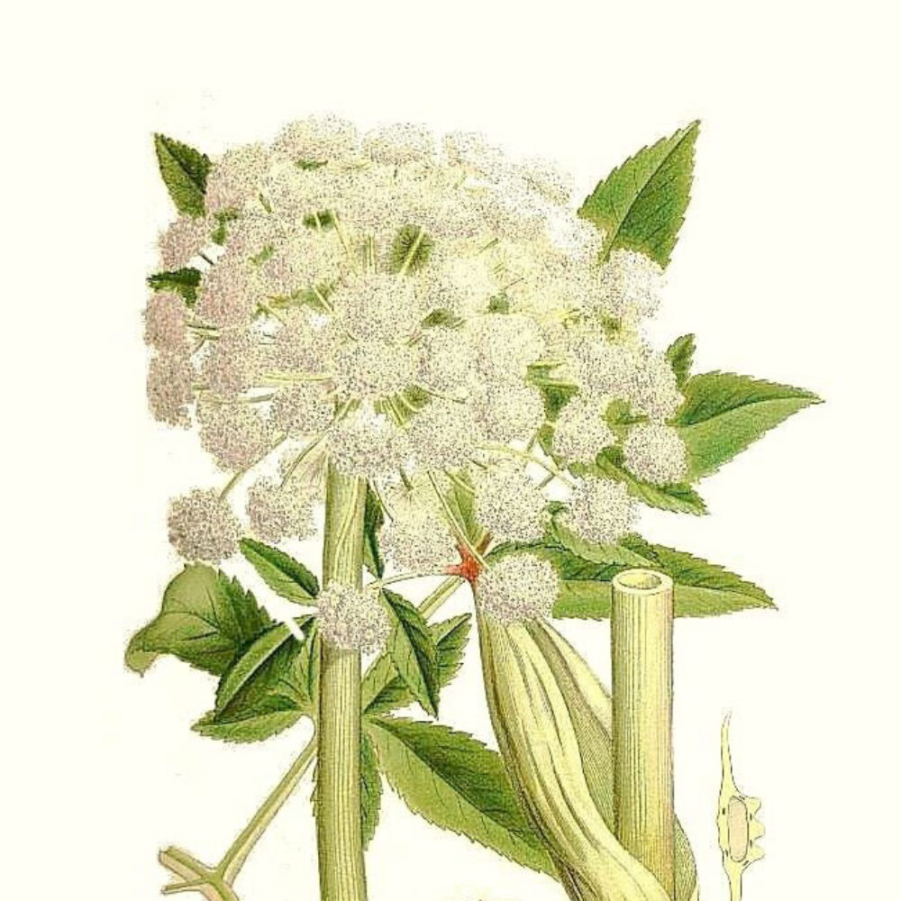Angelica