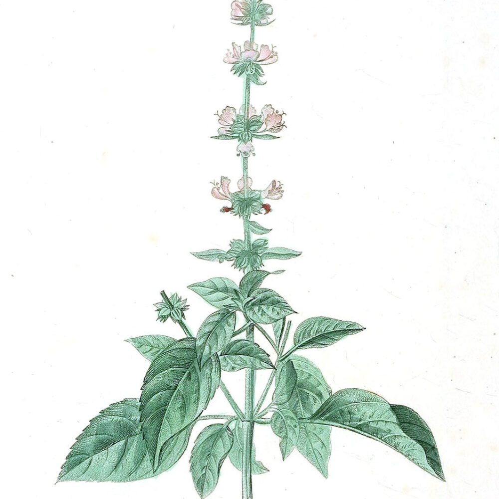 Basil