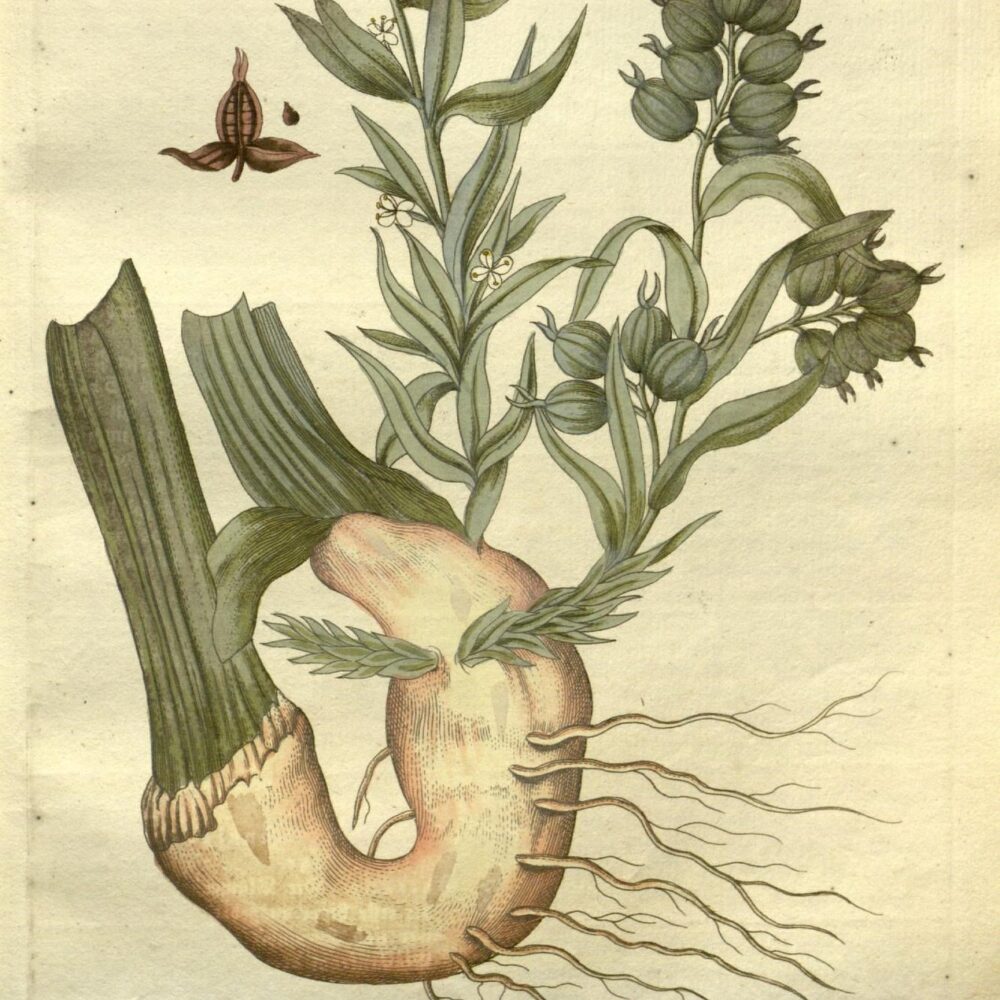 Cardamom
