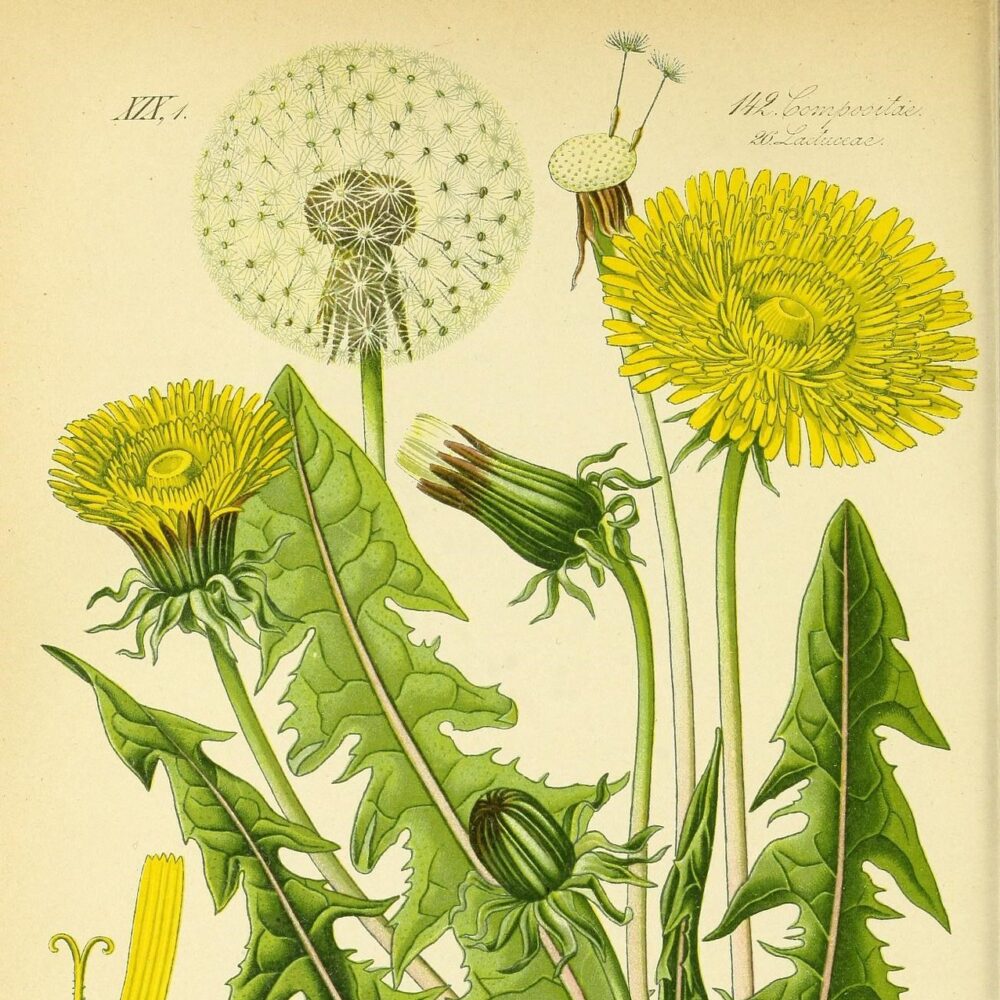 Dandelion