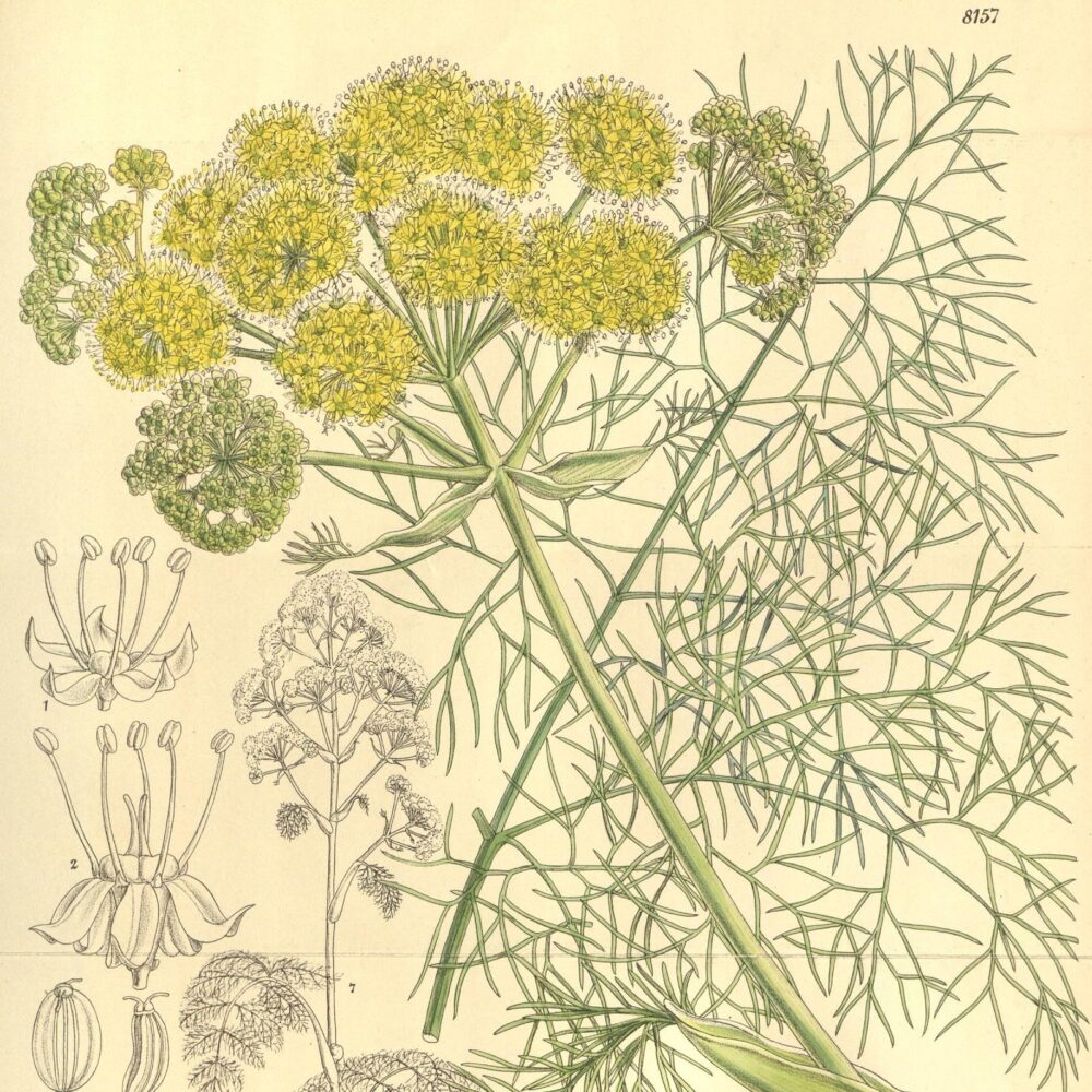 Fennel