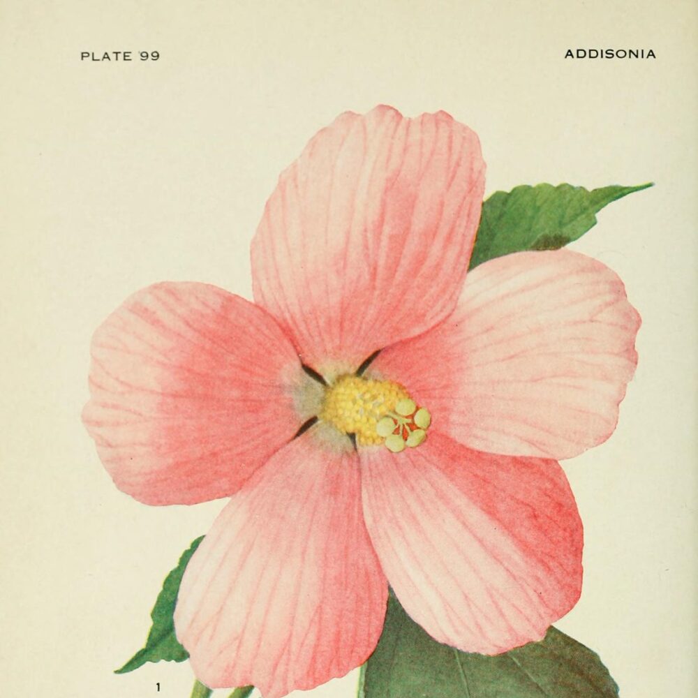Hibiscus