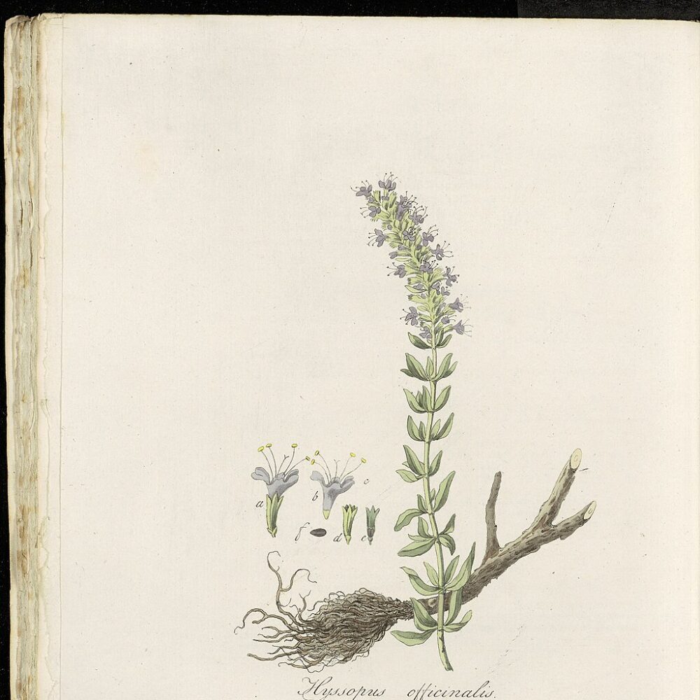 Hyssop