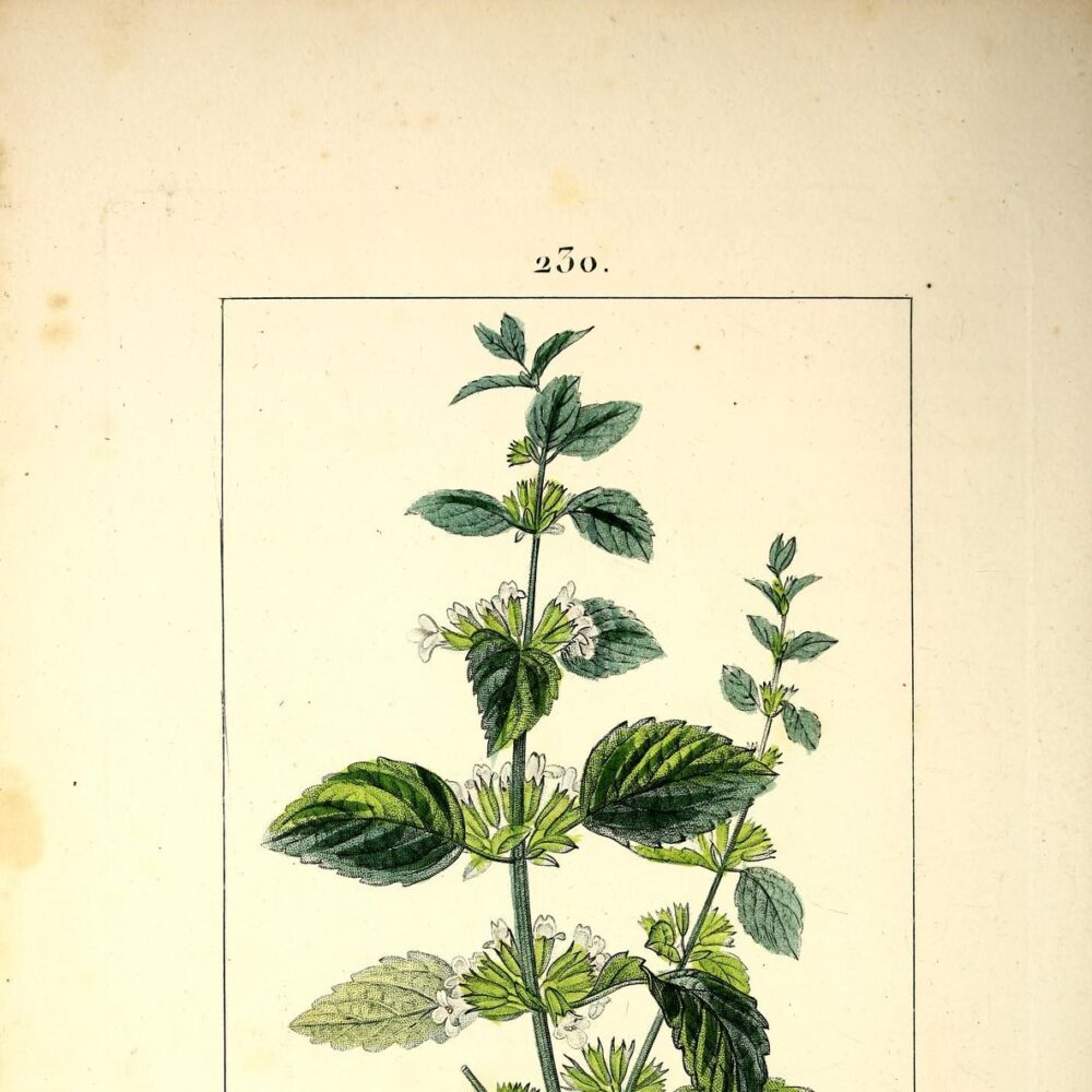 Lemon Balm