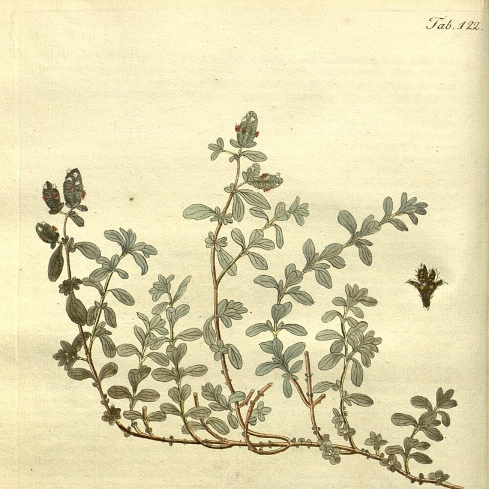 Marjoram