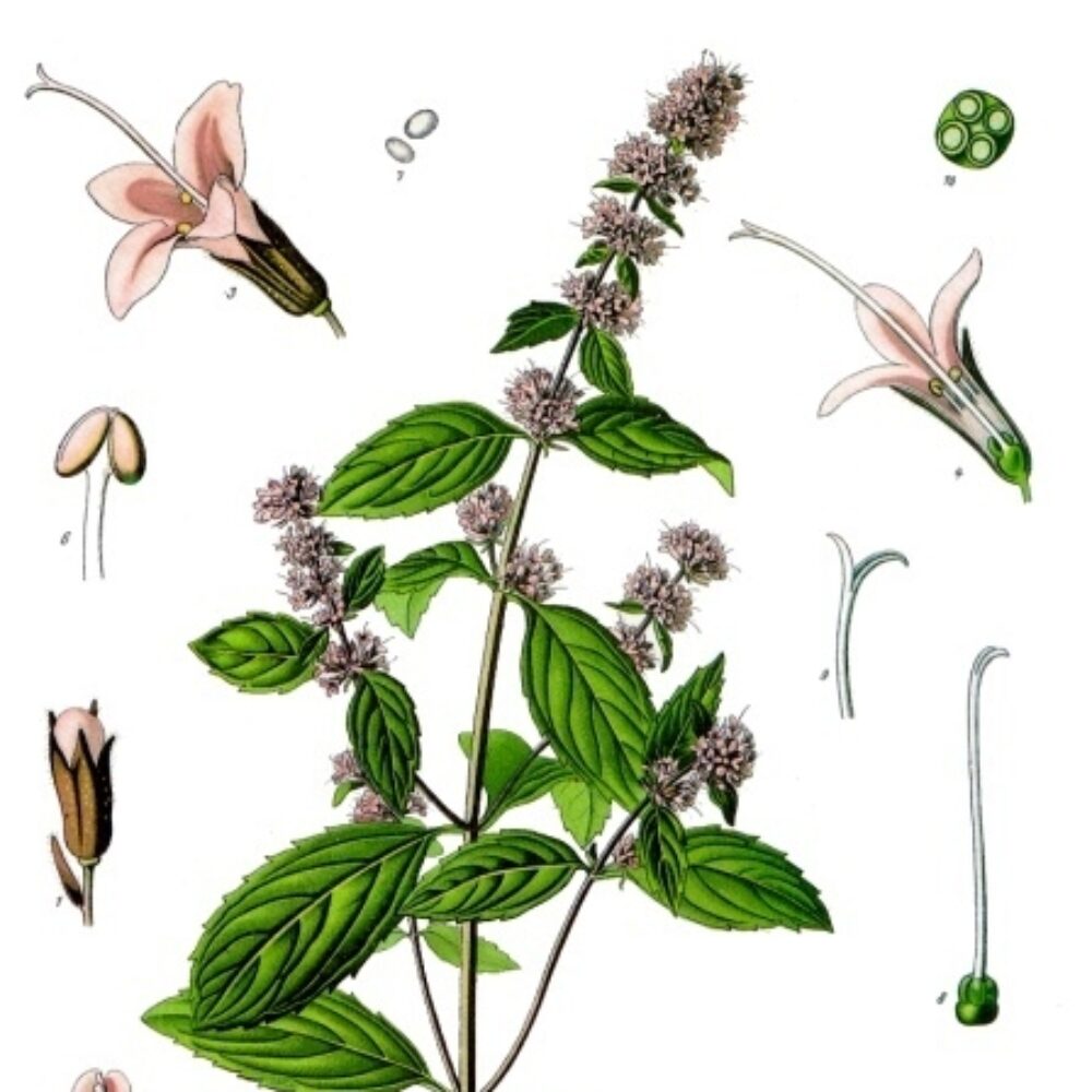 Peppermint