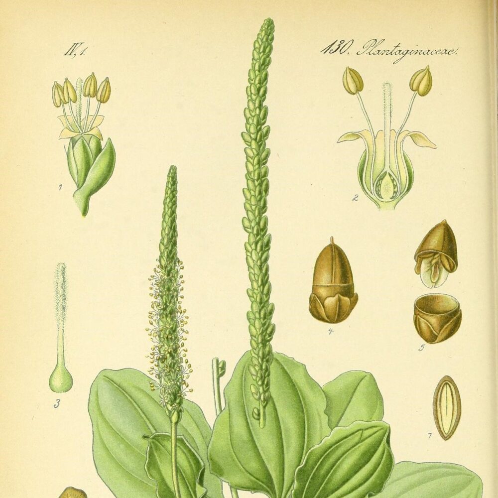 Plantain