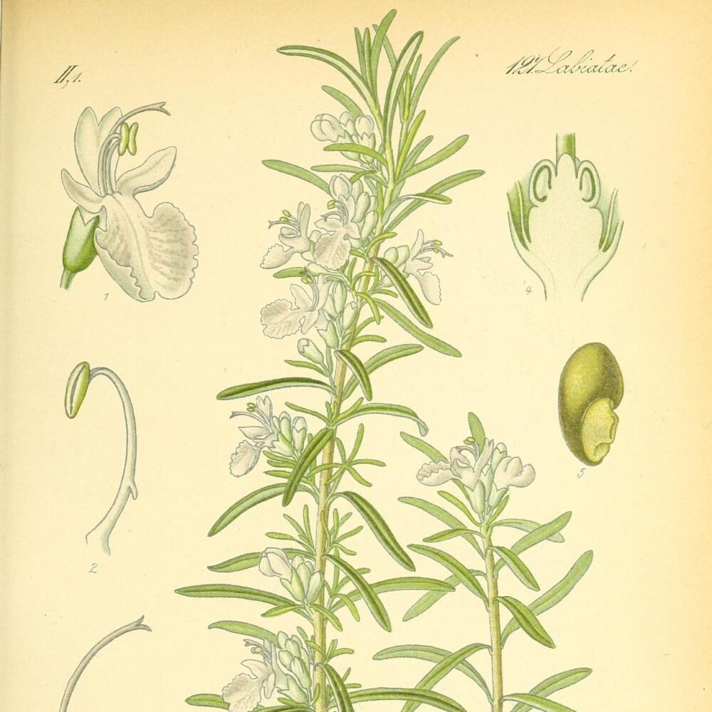 Rosemary