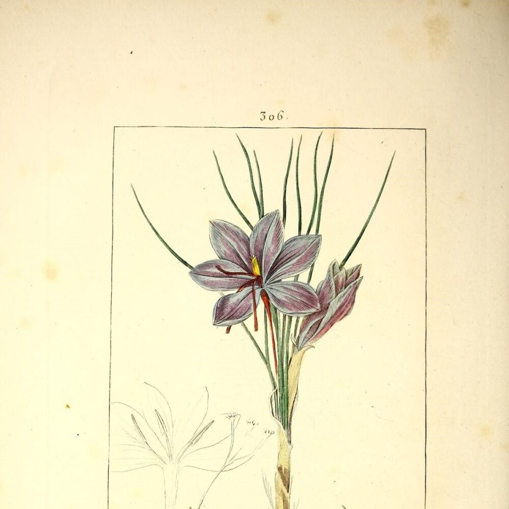 Saffron