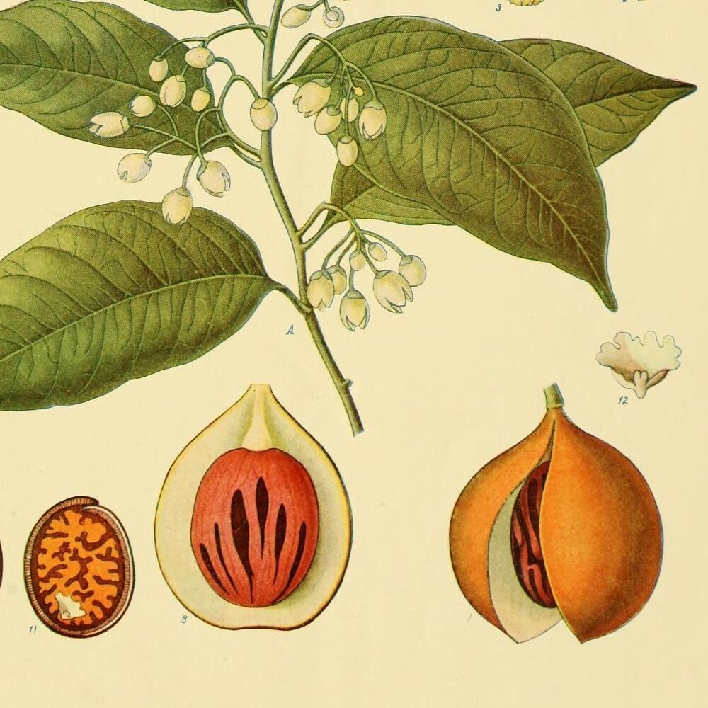 Nutmeg
