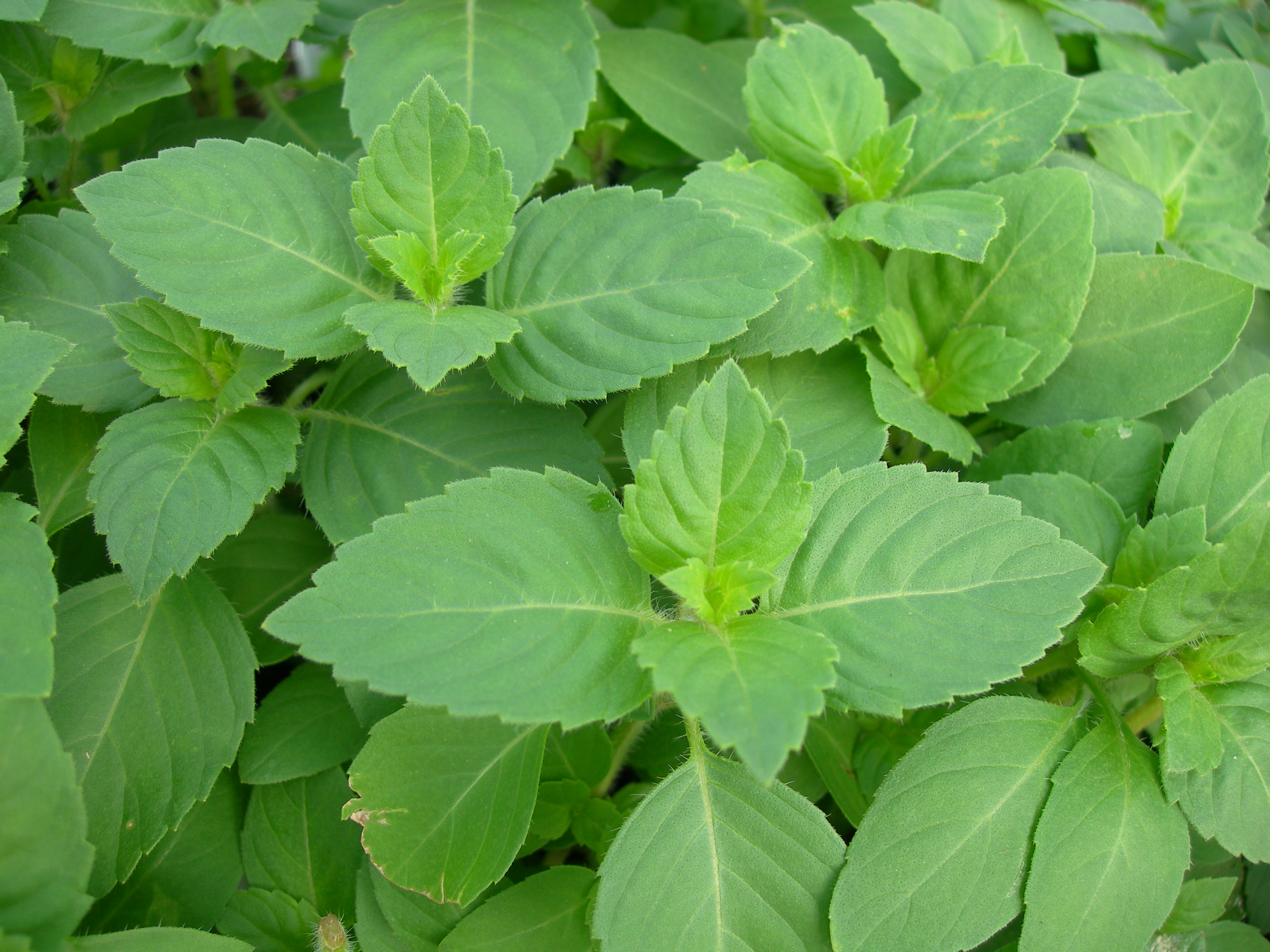 Tulsi