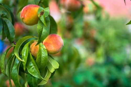Peach trees growing in fresh country air, laden with fresh chemicals.