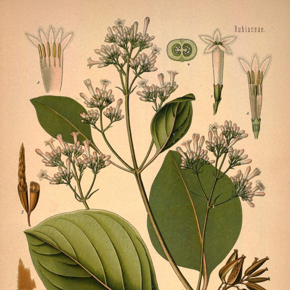 Cinchona Bark