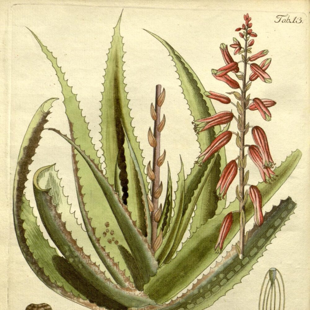Aloe