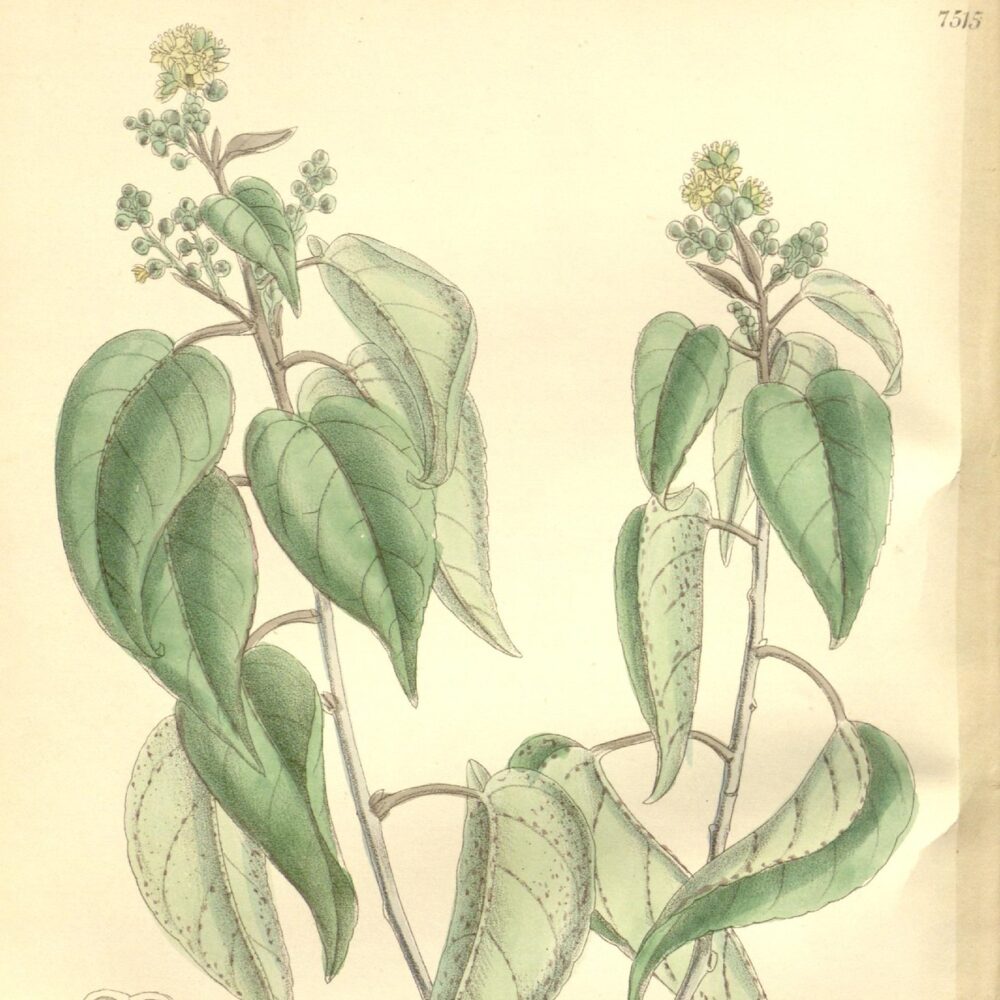 Cascarilla