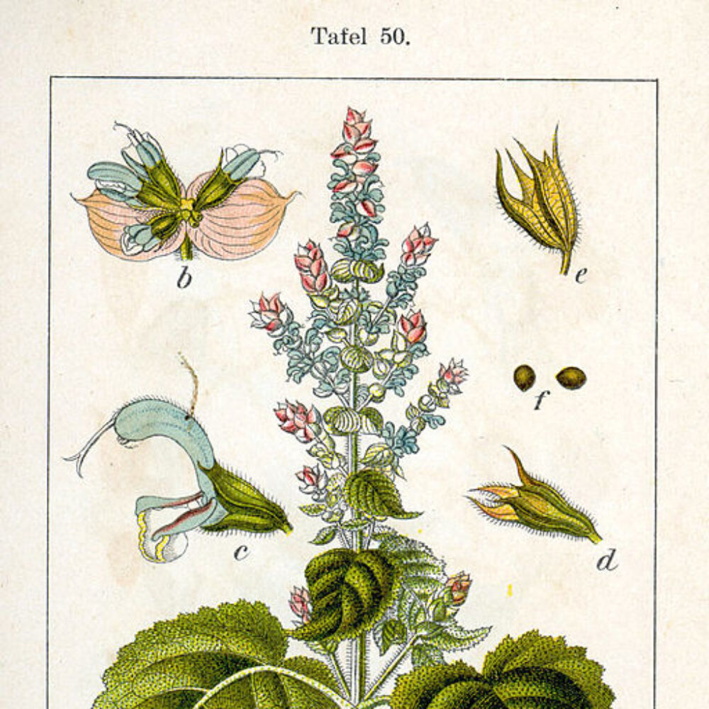 Clary Sage