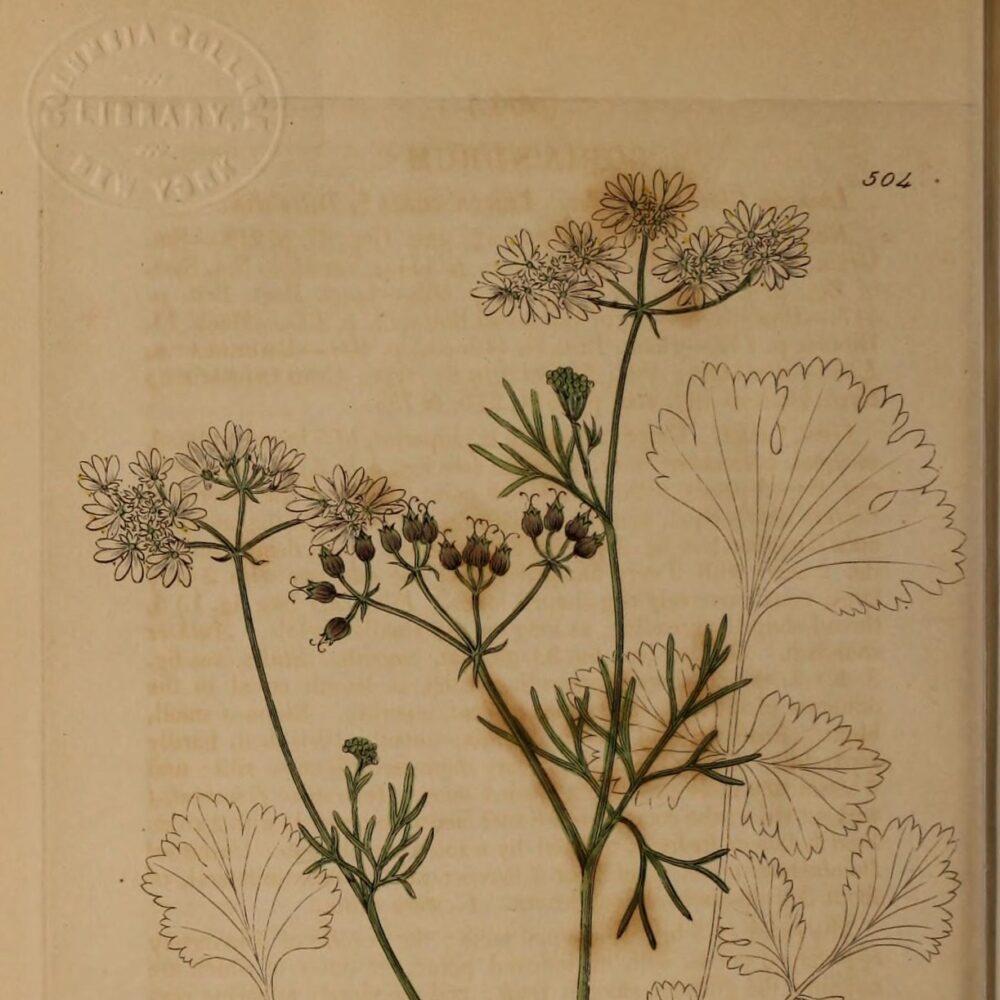 Coriander