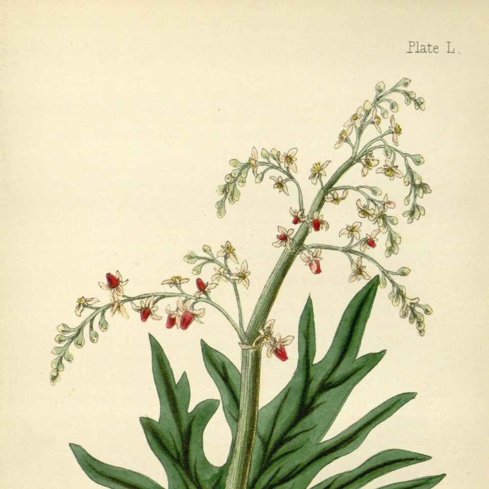 Turkey Rhubarb