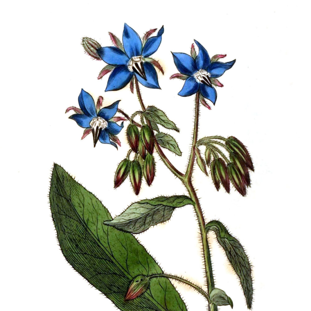 Borage