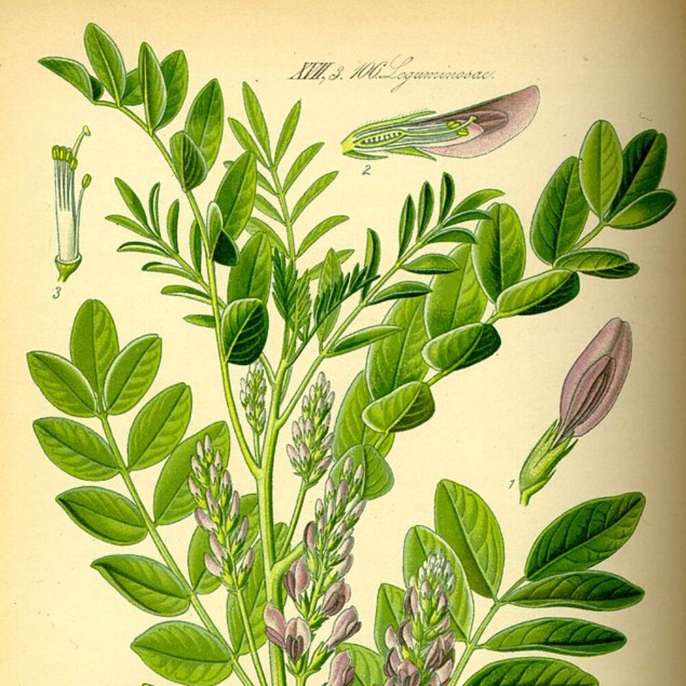 Licorice Root