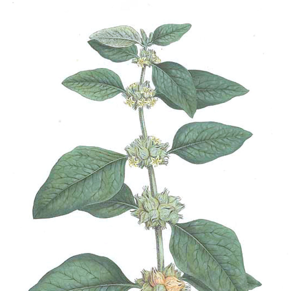 Ashwagandha