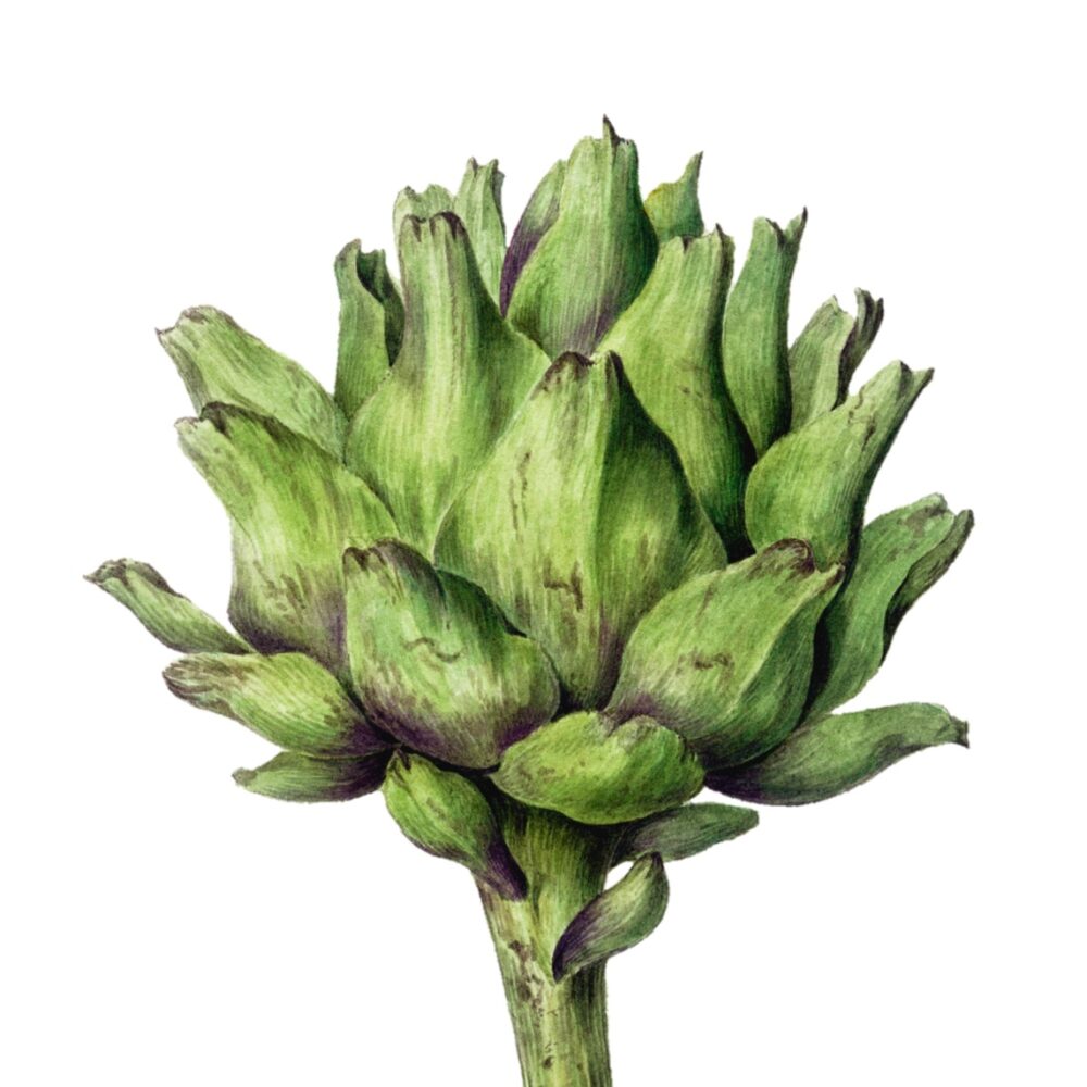 Artichoke
