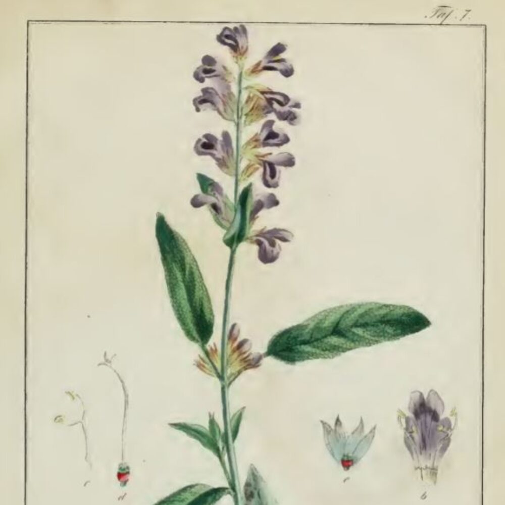 Sage