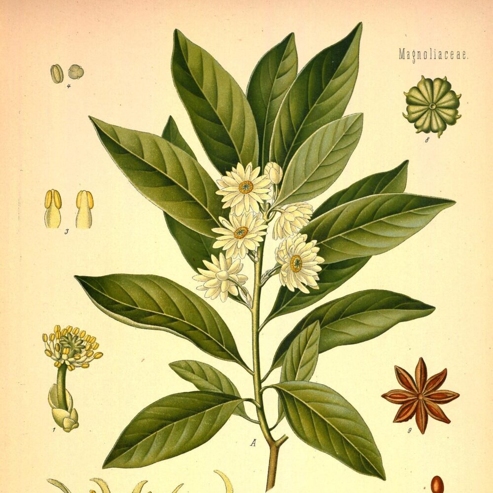 Star Anise