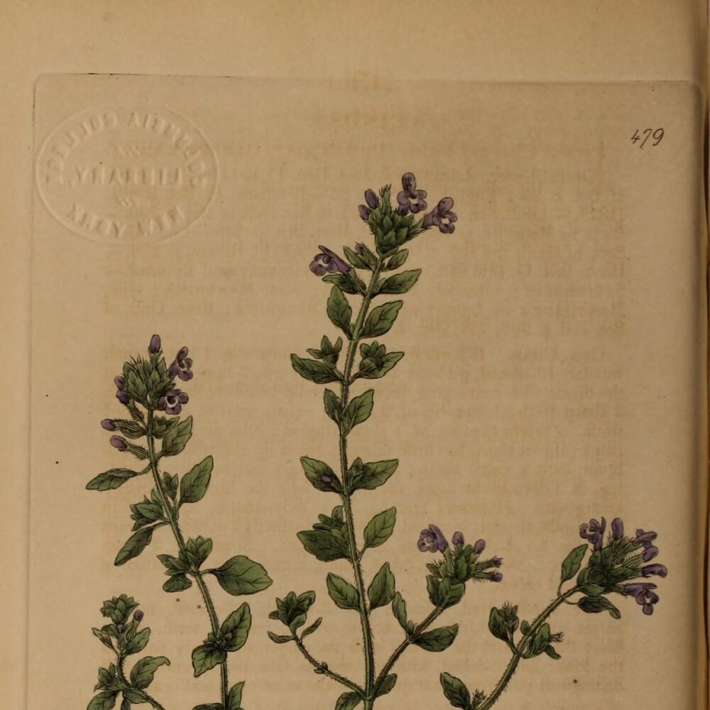 Thyme