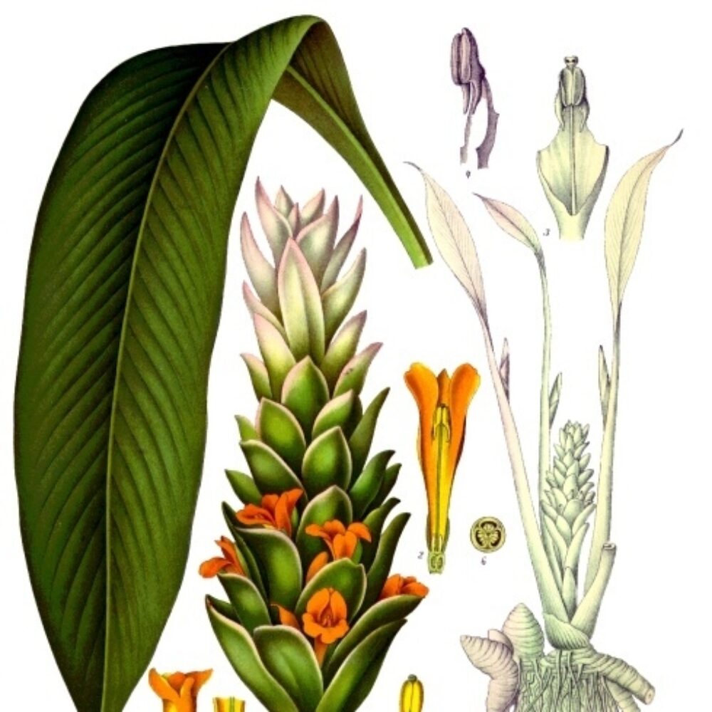 Turmeric