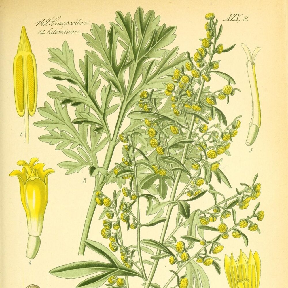 Wormwood