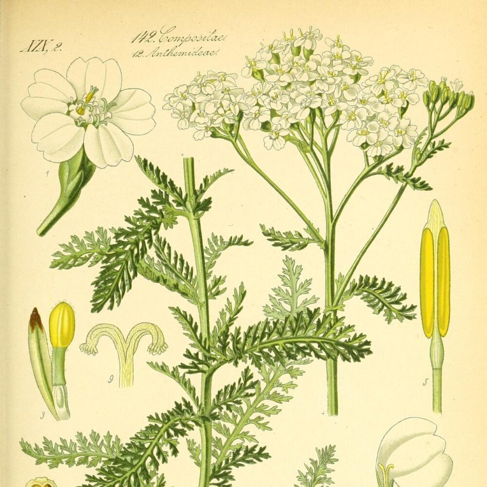 Yarrow