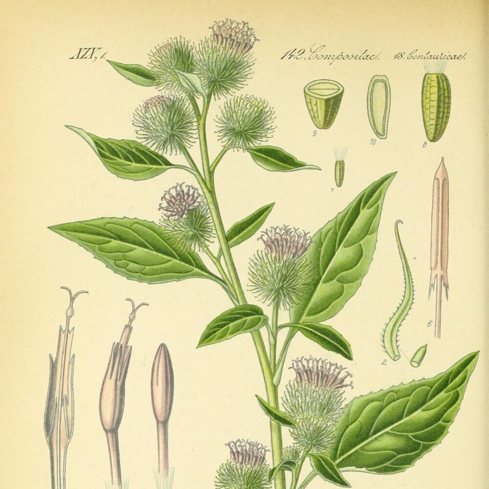 Burdock
