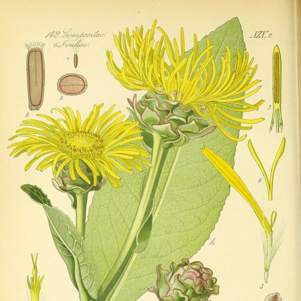 Elecampane