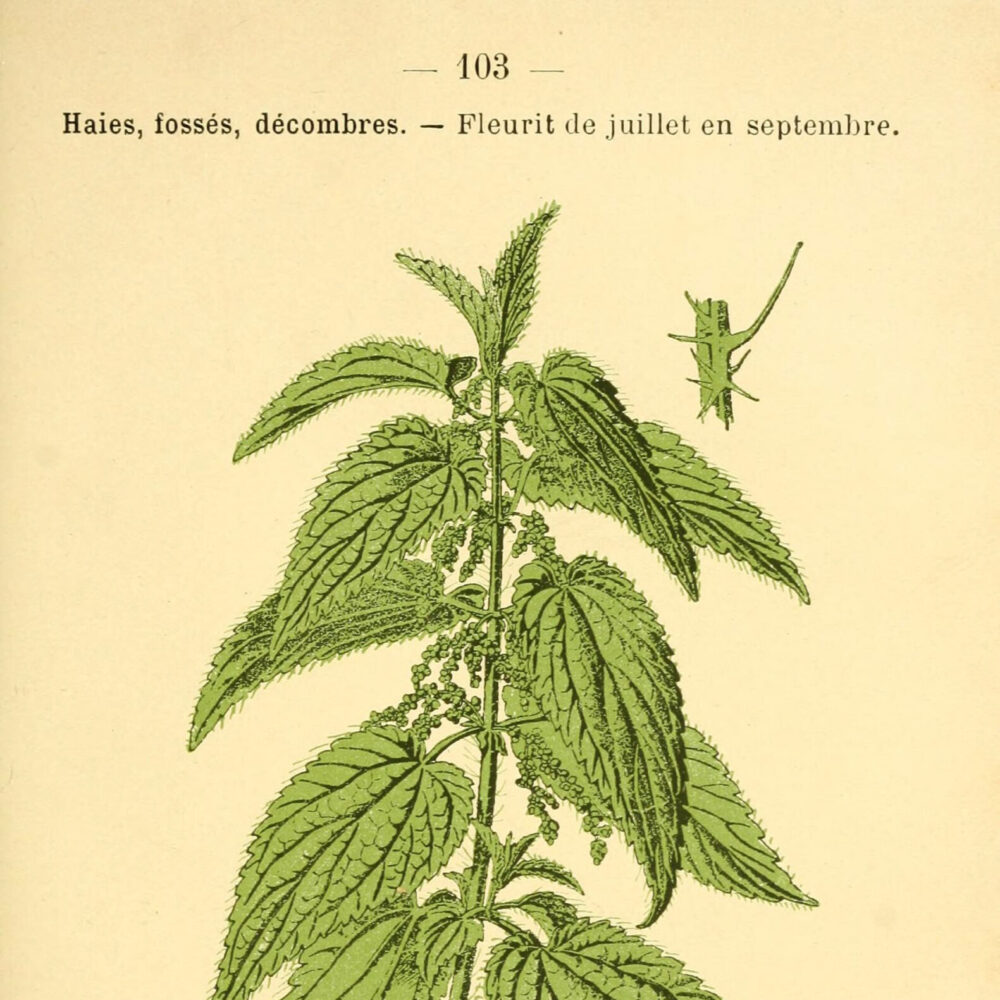 Nettle