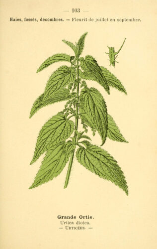 A vintage illustration of stinging nettle